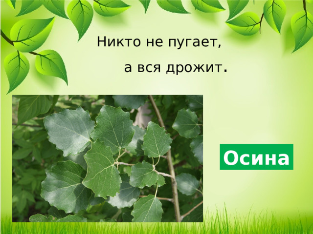 Никто не пугает а вся дрожит загадка. Никто не пугает а вся дрожит. Осина почему дрожит для детей.