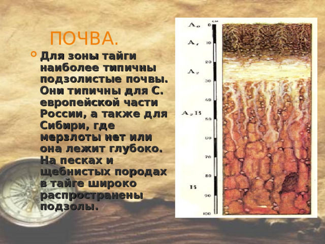 ПОЧВА. Для зоны тайги наиболее типичны подзолистые почвы. Они типичны для С. европейской части России, а также для Сибири, где мерзлоты нет или она лежит глубоко. На песках и щебнистых породах в тайге широко распространены подзолы. 