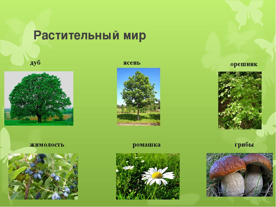 Растения леса 5 класс биология. Зона широколиственных лесов растения. Растительный мир зоны лесов. Растенмясмешанных лесов. Зона смешанных лесов растительность.
