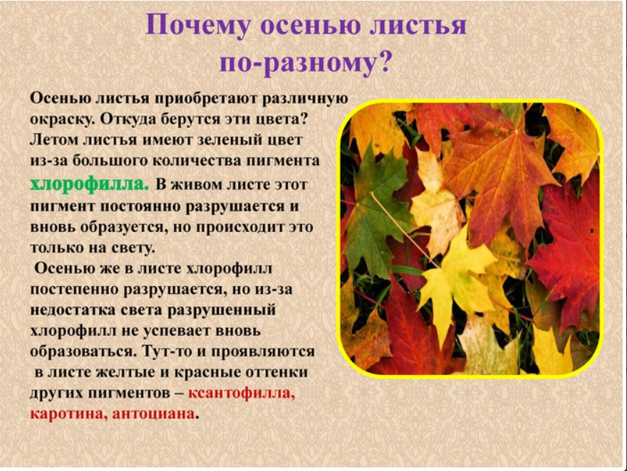 От чего изменяется окраска листьев. Осенняя окраска листьев. Изменение окраски листьев осенью. Почему листья меняют цвет осенью. Почему осенью изменяется цвет листьев.