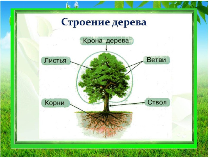 Схема дерева для детей