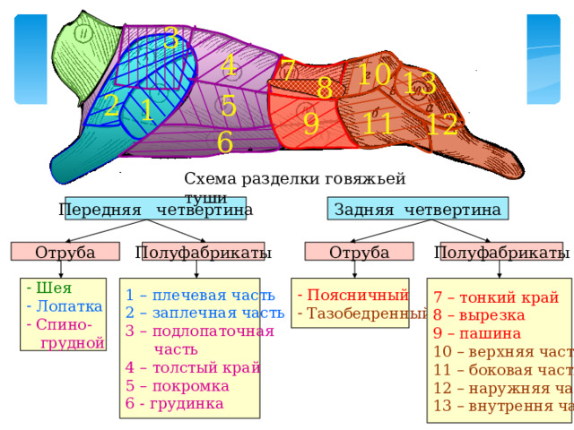 Четвертина туши говядины. Схема разделки говядины на отрубы. Отруба говяжьей туши. Схема разделки бараньей туши. Схема разруба говядины.