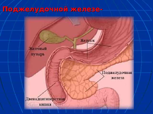 Поджелудочной железе- 
