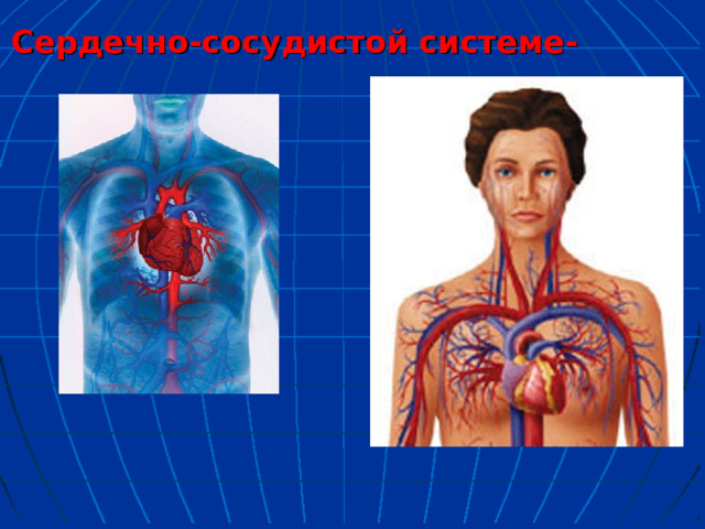 Сердечно-сосудистой системе- 