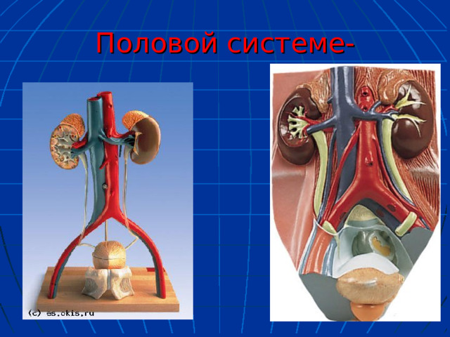 Половой системе- 