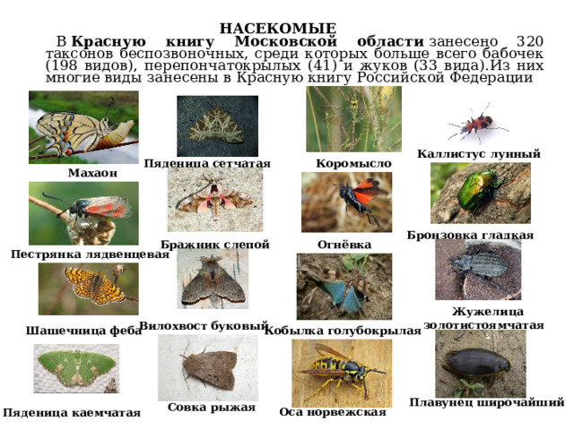 НАСЕКОМЫЕ В  Красную книгу Московской области  занесено 320 таксонов беспозвоночных, среди которых больше всего бабочек (198 видов), перепончатокрылых (41) и жуков (33 вида).Из них многие виды занесены в Красную книгу Российской Федерации  Каллистус лунный Пяденица сетчатая  Коромысло зелёное Махаон Бронзовка гладкая Огнёвка трескучая Бражник слепой  Пестрянка лядвенцевая  Жужелица золотистоямчатая  Вилохвост буковый Кобылка голубокрылая  Шашечница феба Плавунец широчайший Совка рыжая Оса норвежская  Пяденица каемчатая 