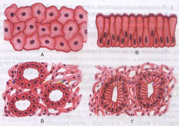 Образованные ткани рисунок. Биология однослойный эпителий. Эпителиальная ткань это в биологии. Однослойный эпителий клетка рисунок. Эпителиальная ткань человека микроскоп.