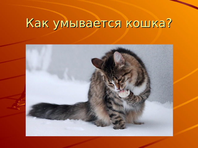 Как умывается кошка? 