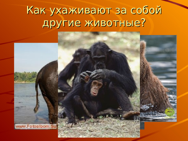 Как ухаживают за собой другие животные? 