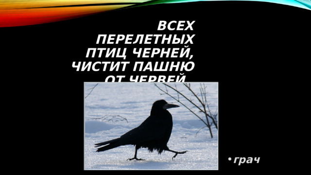 Всех перелетных птиц черней,  Чистит пашню  от червей.   грач 