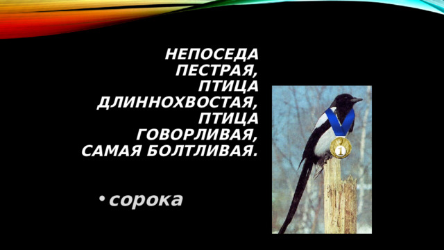 Непоседа пестрая,  Птица длиннохвостая,  Птица говорливая, Самая болтливая. сорока 