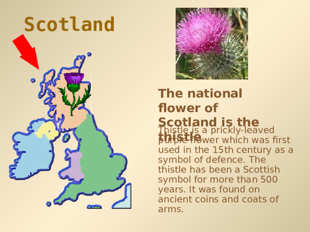 Scotland  The national flower of Scotland is  the thistle Thistle is a prickly-leaved purple flower which was first used in the 15th century as a symbol of defence.  The thistle has been a Scottish symbol for more than 500 years. It was found on ancient coins and coats of arms. 