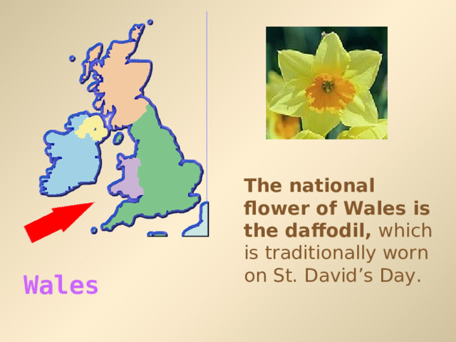 The national flower of Wales is the daffodil, which is traditionally worn on St. David’s Day. Wales  