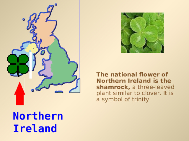 The national flower of Northern Ireland is the shamrock, a three-leaved plant similar to clover. It is a symbol of trinity Northern Ireland 