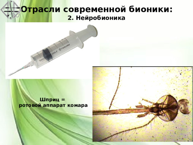 Отрасли современной бионики:  2. Нейробионика Шприц =  ротовой аппарат комара 