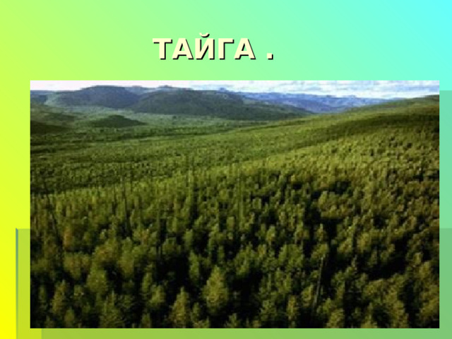  ТАЙГА . 