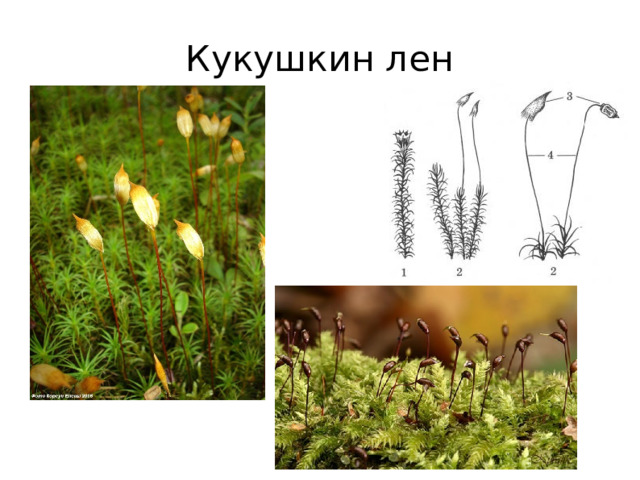 Кукушкин лен группа организмов. Реликтовые растения Кукушкин лён. Кукушкин лён Покрытосеменные. Кукушкин лен и сфагнум.