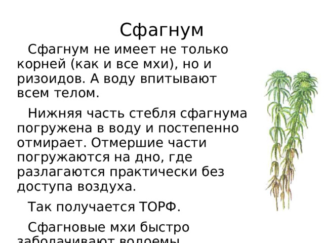 Сфагнум Сфагнум не имеет не только корней (как и все мхи), но и ризоидов. А воду впитывают всем телом. Нижняя часть стебля сфагнума погружена в воду и постепенно отмирает. Отмершие части погружаются на дно, где разлагаются практически без доступа воздуха. Так получается ТОРФ. Сфагновые мхи быстро заболачивают водоемы.   