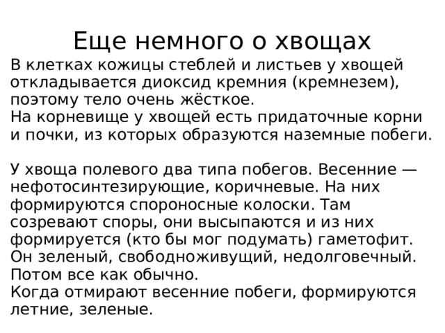 Еще немного о хвощах В клетках кожицы стеблей и листьев у хвощей откладывается диоксид кремния (кремнезем), поэтому тело очень жёсткое. На корневище у хвощей есть придаточные корни и почки, из которых образуются наземные побеги. У хвоща полевого два типа побегов. Весенние — нефотосинтезирующие, коричневые. На них формируются спороносные колоски. Там созревают споры, они высыпаются и из них формируется (кто бы мог подумать) гаметофит. Он зеленый, свободноживущий, недолговечный. Потом все как обычно. Когда отмирают весенние побеги, формируются летние, зеленые.   