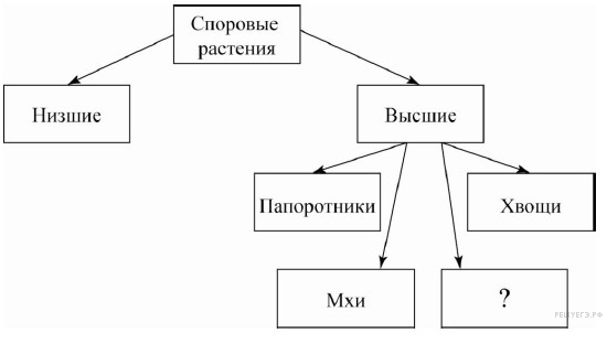 Рассмотрите предложенную схему споровые растения запишите в ответе пропущенный термин