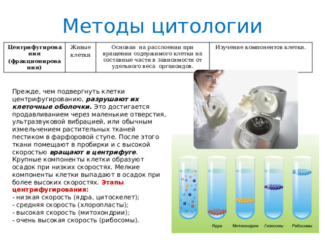 Методы цитологии Центрифугирования (фракционирования) Живые клетки Основан на расслоении при вращении содержимого клетки на составные части в зависимости от удельного веса органоидов. Изучение компонентов клетки. Прежде, чем подвергнуть клетки центрифугированию, разрушают их клеточные оболочки. Это достигается продавливанием через маленькие отверстия, ультразвуковой вибрацией, или обычным измельчением растительных тканей пестиком в фарфоровой ступе. После этого ткани помещают в пробирки и с высокой скоростью вращают в центрифуге . Крупные компоненты клетки образуют осадок при низких скоростях. Мелкие компоненты клетки выпадают в осадок при более высоких скоростях. Этапы центрифугирования: - низкая скорость (ядра, цитоскелет); - средняя скорость (хлоропласты); - высокая скорость (митохондрии); - очень высокая скорость (рибосомы). 