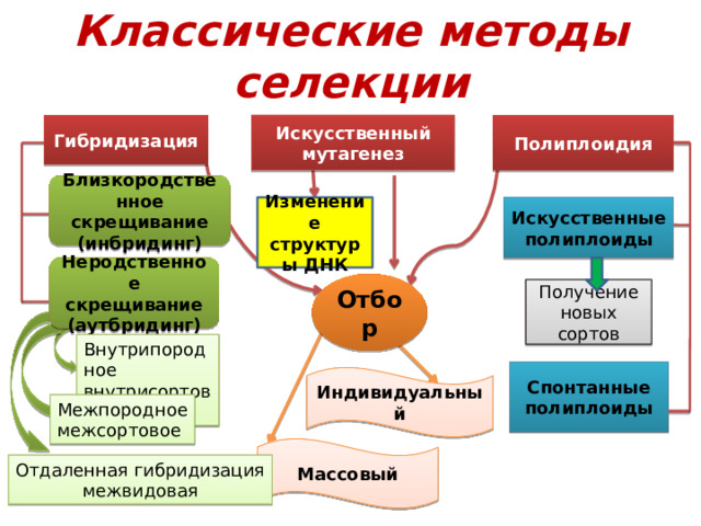 Классические методы селекции Гибридизация Искусственный мутагенез Полиплоидия Близкородственное скрещивание (инбридинг) Изменение структуры ДНК Искусственные полиплоиды Неродственное скрещивание (аутбридинг) Отбор Получение новых сортов Внутрипородное внутрисортовое Спонтанные полиплоиды Индивидуальный Межпородное межсортовое Массовый Отдаленная гибридизация межвидовая 