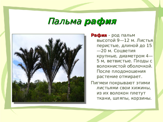 Пальма рафия Рафия  - род пальм высотой 9—12 м. Листья перистые, длиной до 15—20 м. Соцветия крупные, диаметром 4— 5 м, ветвистые. Плоды с волокнистой оболочкой. После плодоношения растение отмирает. Пигмеи покрывают этими листьями свои хижины, из их волокон плетут ткани, шляпы, корзины. 