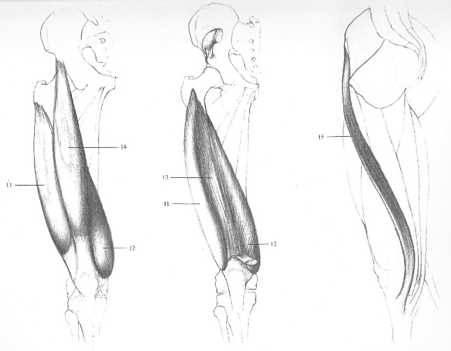 Анатомия бедра рисунок