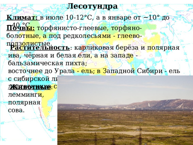 Лесотундра Климат: в июле 10-12°С, а в январе от −10° до −40 °C. Почвы: торфянисто-глеевые, торфяно-болотные, а под редколесьями - глеево-подзолистые.  Растительность : карликовая берёза и полярная ива, чёрная и белая ели, а на западе - бальзамическая пихта; восточнее до Урала - ель; в Западной Сибири - ель с сибирской лиственницей; восточнее - даурская лиственница с берёзой.  Животные : лемминги, полярная сова.  
