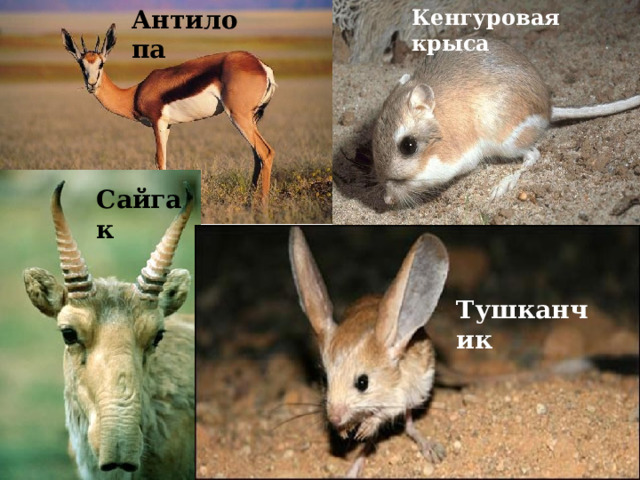 Антилопа Кенгуровая крыса Сайгак Тушканчик 