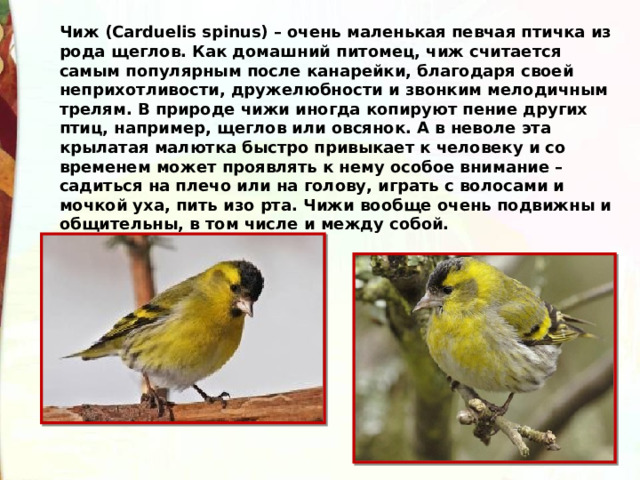 Чиж (Carduelis spinus) – очень маленькая певчая птичка из рода щеглов. Как домашний питомец, чиж считается самым популярным после канарейки, благодаря своей неприхотливости, дружелюбности и звонким мелодичным трелям. В природе чижи иногда копируют пение других птиц, например, щеглов или овсянок. А в неволе эта крылатая малютка быстро привыкает к человеку и со временем может проявлять к нему особое внимание – садиться на плечо или на голову, играть с волосами и мочкой уха, пить изо рта. Чижи вообще очень подвижны и общительны, в том числе и между собой. 