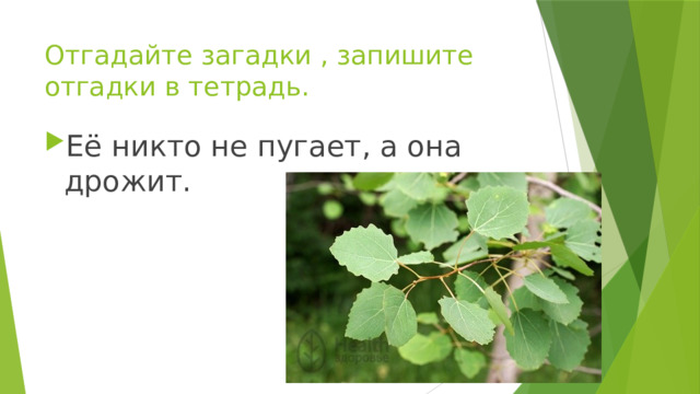 Никто не пугает а вся дрожит загадка. Осина дрожащая. Никто не пугает а вся дрожит. Загадка никто не пугает а вся дрожит. Никто не пугает.