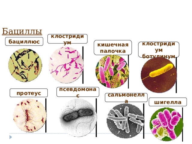 Бациллы клостридиум бациллюс кишечная палочка клостридиум ботулинум псевдомонас протеус Бациллы – палочковидные Бактерии, одиночные или в цепочках. Подвижные бациллы имеют один или несколько жгутиков, расположенных на одном или двух полюсах клетки, или по всей ее поверхности. Среди бацилл имеется много спорообразующих видов. сальмонелла шигелла 15 15 