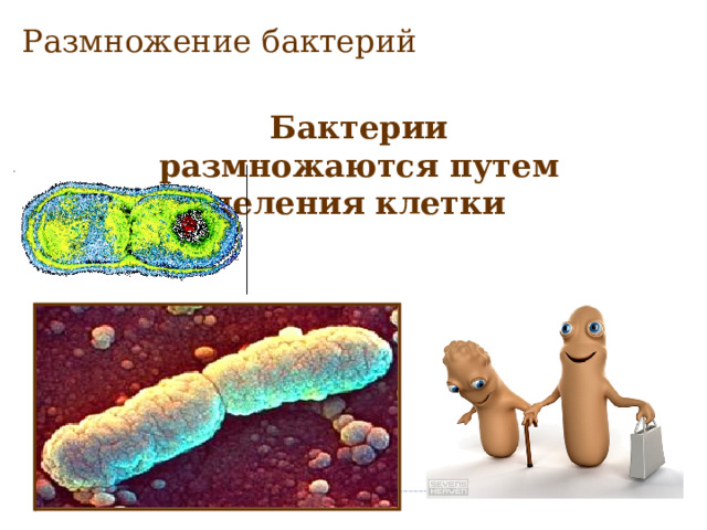 Размножение бактерий Бактерии размножаются путем деления клетки 