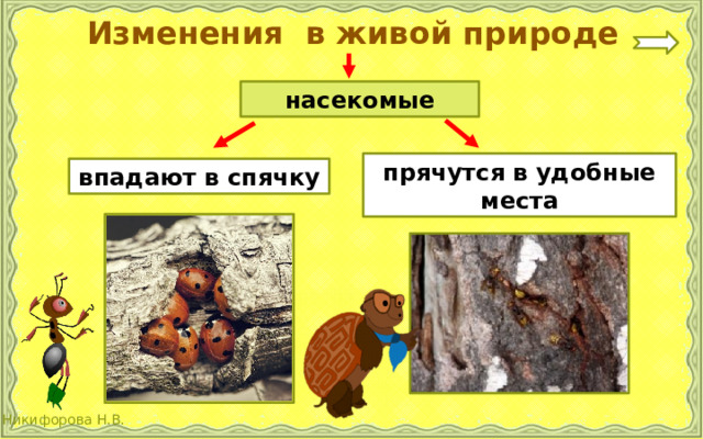 Изменения в живой природе насекомые прячутся в удобные места впадают в спячку 