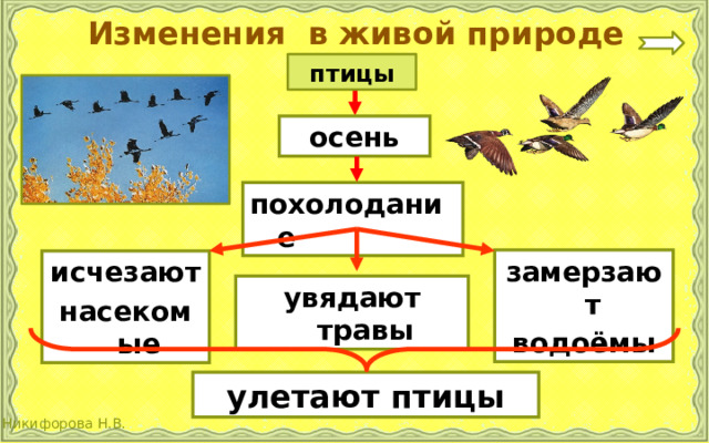 Изменения в живой природе птицы осень похолодание замерзают водоёмы исчезают насекомые увядают травы улетают птицы 