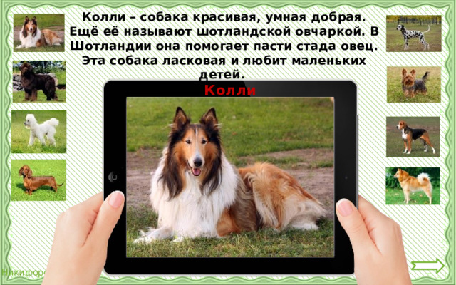 Колли – собака красивая, умная добрая. Ещё её называют шотландской овчаркой. В Шотландии она помогает пасти стада овец. Эта собака ласковая и любит маленьких детей. Колли 