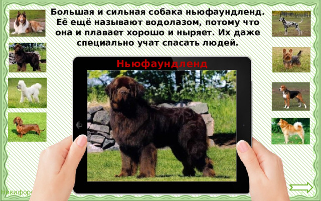 Большая и сильная собака ньюфаундленд. Её ещё называют водолазом, потому что она и плавает хорошо и ныряет. Их даже специально учат спасать людей. Ньюфаундленд 