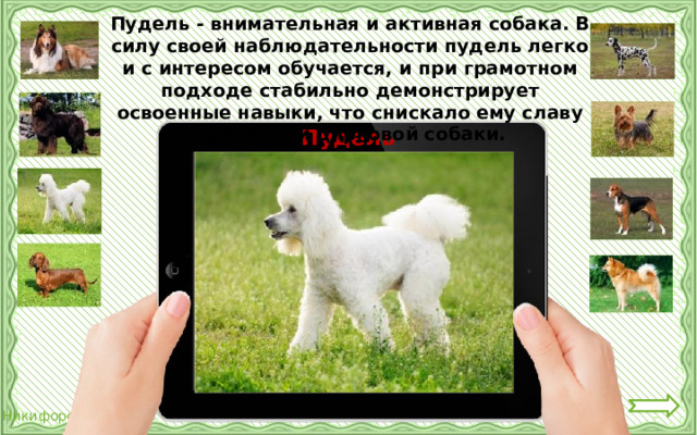 Пудель - внимательная и активная собака. В силу своей наблюдательности пудель легко и с интересом обучается, и при грамотном подходе стабильно демонстрирует освоенные навыки, что снискало ему славу идеальной цирковой собаки. Пудель 