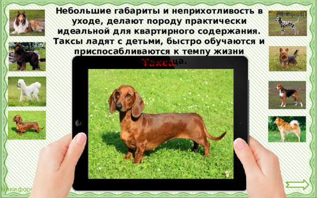 Небольшие габариты и неприхотливость в уходе, делают породу практически идеальной для квартирного содержания. Таксы ладят с детьми, быстро обучаются и приспосабливаются к темпу жизни владельца. Такса 