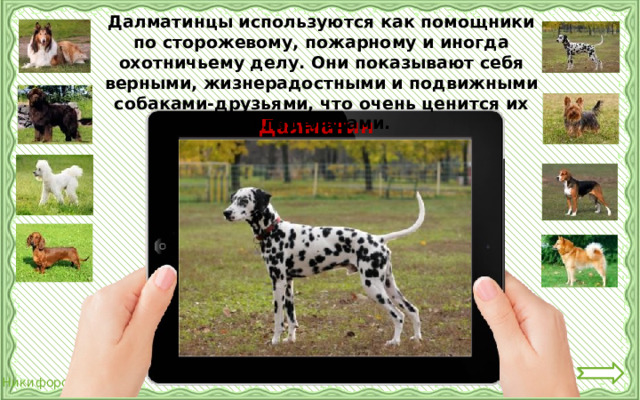 Далматинцы используются как помощники по сторожевому, пожарному и иногда охотничьему делу. Они показывают себя верными, жизнерадостными и подвижными собаками-друзьями, что очень ценится их владельцами. Далматин 