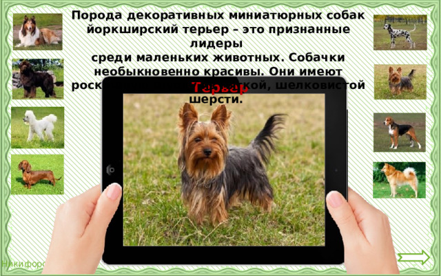 Порода декоративных миниатюрных собак йоркширский терьер – это признанные лидеры среди маленьких животных. Собачки необыкновенно красивы. Они имеют роскошную шубку из мягкой, шелковистой шерсти. Терьер 