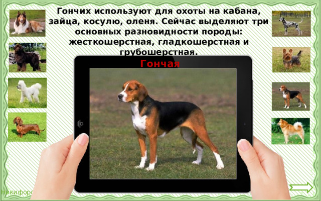 Гончих используют для охоты на кабана, зайца, косулю, оленя. Сейчас выделяют три основных разновидности породы: жесткошерстная, гладкошерстная и грубошерстная. Гончая 