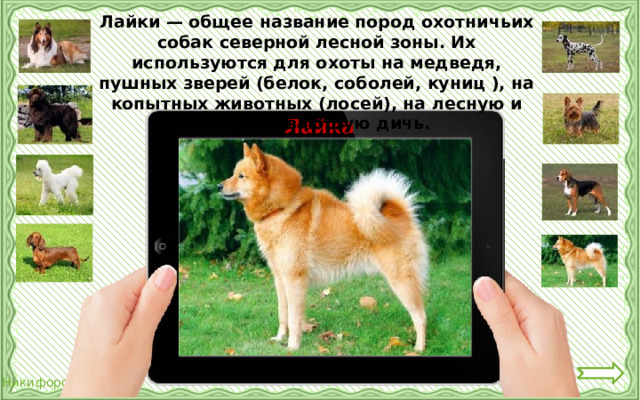 Лайки — общее название пород охотничьих собак северной лесной зоны. Их используются для охоты на медведя, пушных зверей (белок, соболей, куниц ), на копытных животных (лосей), на лесную и водоплавающую дичь. Лайка 