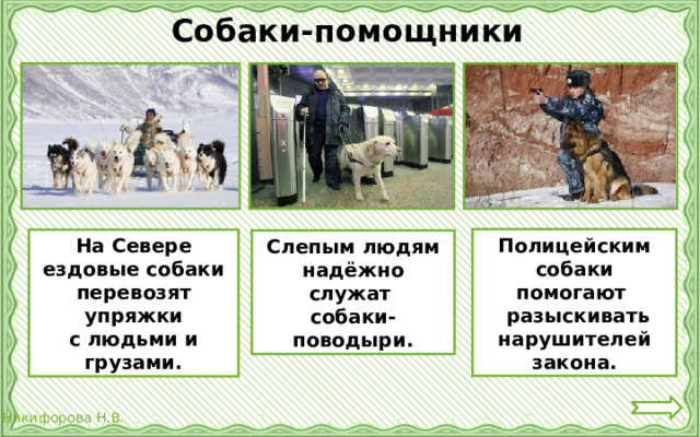 Собаки-помощники Полицейским собаки помогают  разыскивать нарушителей закона. На Севере ездовые собаки перевозят упряжки с людьми и грузами. Слепым людям надёжно служат собаки-поводыри.  