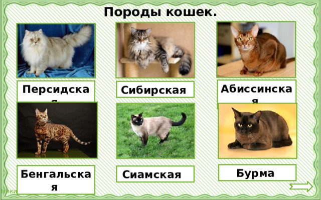 Породы кошек. Абиссинская Персидская Сибирская Бурма Бенгальская Сиамская 