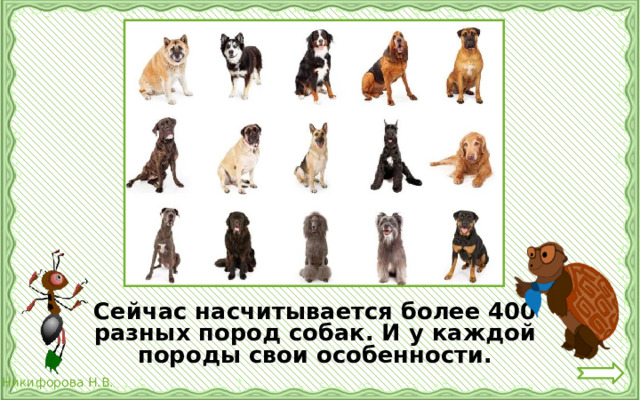   Сейчас насчитывается более 400 разных пород собак. И у каждой породы свои особенности. 