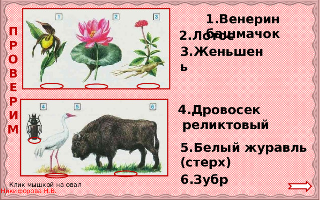 1.Венерин  башмачок П  Р  О  В  Е  Р  И  М 2.Лотос 3.Женьшень 4.Дровосек  реликтовый 5.Белый журавль (стерх) 6.Зубр Клик мышкой на овал 