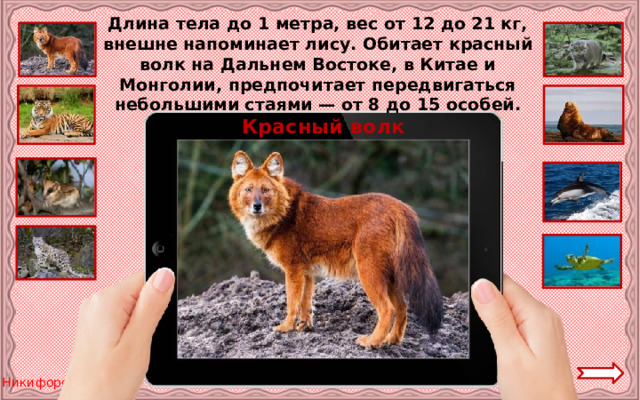 Длина тела до 1 метра, вес от 12 до 21 кг, внешне напоминает лису. Обитает красный волк на Дальнем Востоке, в Китае и Монголии, предпочитает передвигаться небольшими стаями — от 8 до 15 особей. Красный волк 