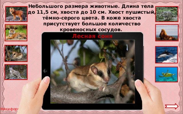 Небольшого размера животные. Длина тела до 11,5 см, хвоста до 10 см. Хвост пушистый, тёмно-серого цвета. В коже хвоста присутствует большое количество кровеносных сосудов. Лесная соня 